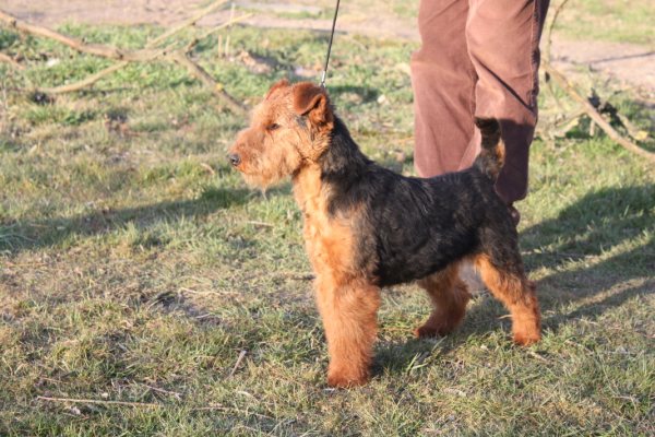 CH. Elfy de l Echo des Bois Dores