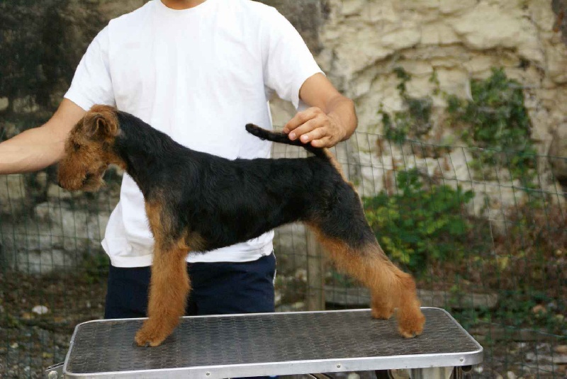 Etincelle du Bois Barré