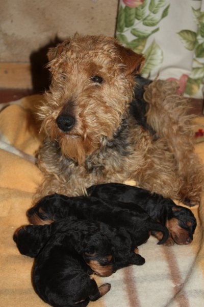 du Bois Barré - Welsh Terrier - Portée née le 02/02/2010